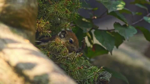 Chipmunk Sitting on a Tree Branch Eating Seeds in Sunny Forest | 4K Wildlif.. Stock-Footage 337878130