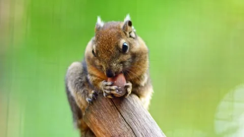 Chipmunk Sitting on a Tree Branch Eating Seeds in Sunny Forest | 4K Wildlif.. Stock-Footage 337878232