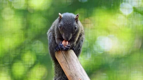 Chipmunk Sitting on a Tree Branch Eating Seeds in Sunny Forest | 4K Wildlif.. Stock-Footage 337878293