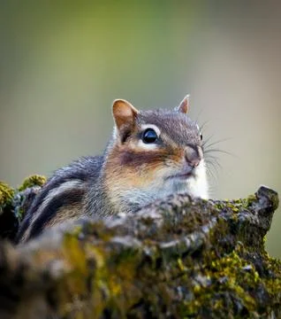 A chipmunk is sitting on a tree branch Stock Photos
