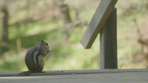 Chipmunk Slow Mo eating Peanut on the Porch Stock Footage 207937516
