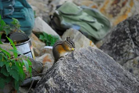 Chipmunk Snack Stock-Fotos
