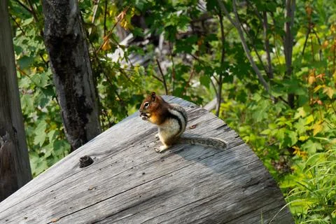 Chipmunk snack time on a log. Stock Photos