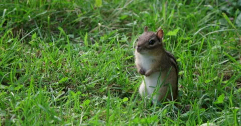 Chipmunk Standing on Back Legs in Grass Stock Footage 56285795