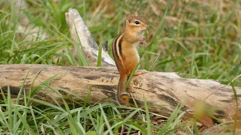 Chipmunk standing on log with grass grooms by using paws on face Stock Footage 91947819