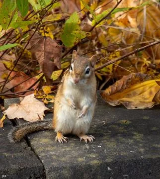 Chipmunk Standing On Two Feet On Stone Wall With Fall Leaves In Background Stock Photos