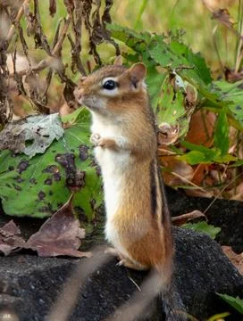 Chipmunk Standing On Two Feet On Stone Wall Looking To Left Of Screen  Stock Photos