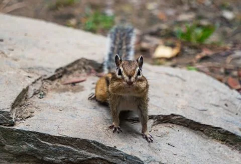 A chipmunk stands on a rocky ledge, cheeks stuffed with food, in a vibrant Foto stock