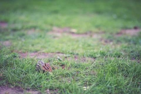 A chipmunk staring at the camera Foto stock