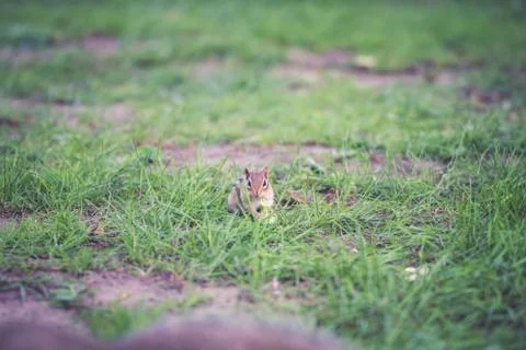 A chipmunk staring at the camera Stock-Fotos