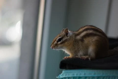 Chipmunk staring out of window Stock Photos