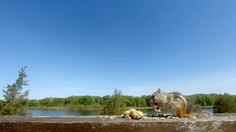 Chipmunk startled by a blue jay while eating peanuts 스톡 동영상 133691141