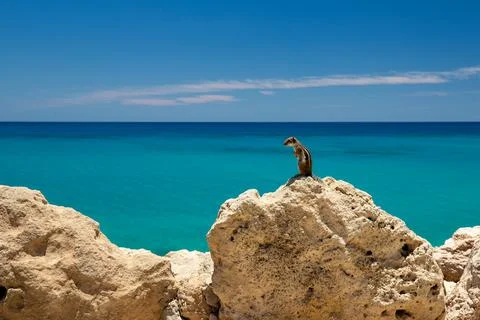 Chipmunk on a stone Foto stock