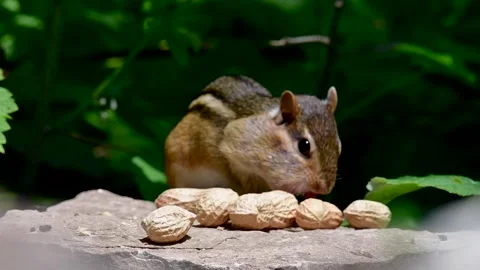 Chipmunk storing up nuts for winter Vídeo Stock 153692691