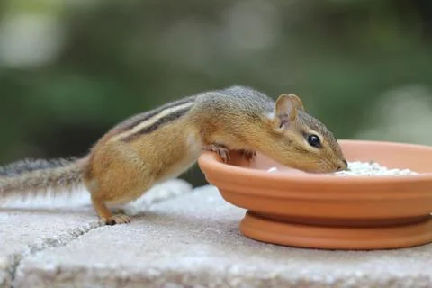 Chipmunk - stretching Stock Photos