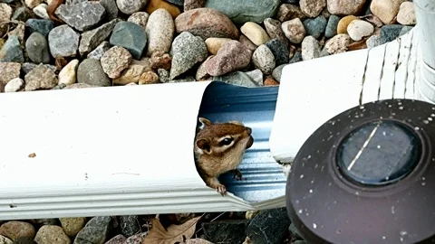 Chipmunk with stuffed cheeks looks cautiously out of downspout - funny, humor Stock Footage 96181494