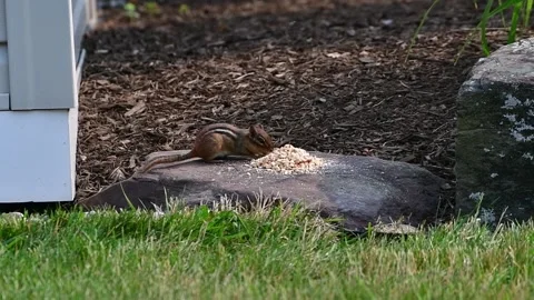 Chipmunk stuffing cheeks Stock Footage 244487900