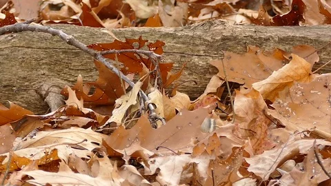 Chipmunk stuffing dried leaves in its mouth making cheeks larger - HD 1080p Stock Footage 91297483