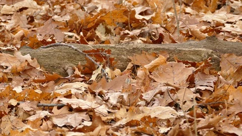 Chipmunk stuffing dried leaves in its mouth making cheeks larger Stock Footage 91899797