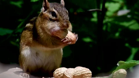 Chipmunk stuffing it's face with peanuts Stock Footage