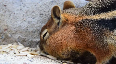 Chipmunk Stuffs Its Face Stock Footage 52186504
