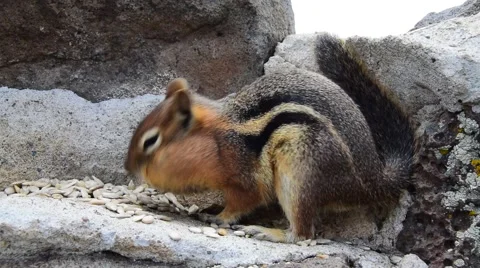 Chipmunk Stuffs Its Face Stock Footage 52186513