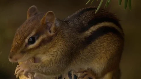 Chipmunk stuffs peanut Stock-Footage 81605977