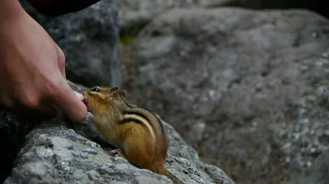 Chipmunk Takes Almond From Hand 스톡 동영상 12273897