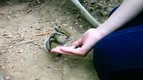 Chipmunk taking pine nuts from hand and lays them in the cheek pouches Stock Footage 86730020