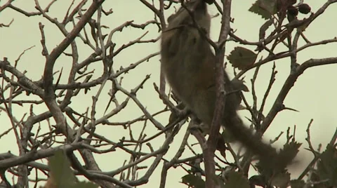 Chipmunk in Tree Eats Berries Stock Footage 39639014