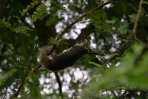 Chipmunk in a tree  Stock Photos