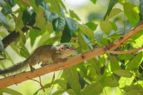 Chipmunk is on a tree with small mammals. Stock Photos