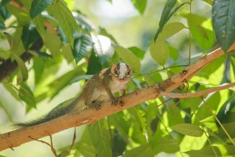 Chipmunk is on a tree with small mammals. 库存照片