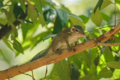 Chipmunk is on a tree with small mammals. 库存照片