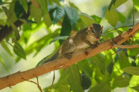 Chipmunk is on a tree with small mammals. 库存照片