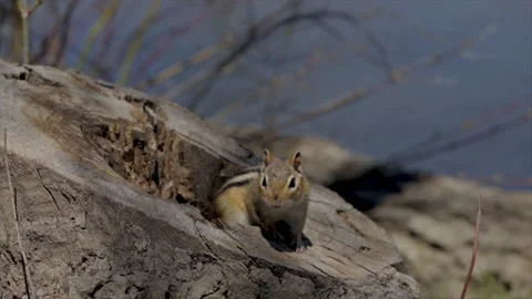 Chipmunk in tree stump eating nuts. Cute little chipmunk coming out of its home  Stock Footage 153632781