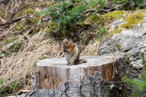 Chipmunk on tree stump Stock Photos
