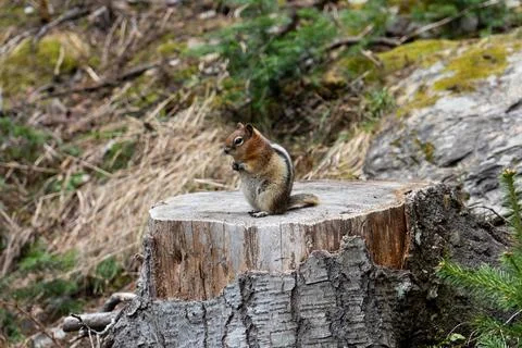 Chipmunk on tree stump Stock Photos
