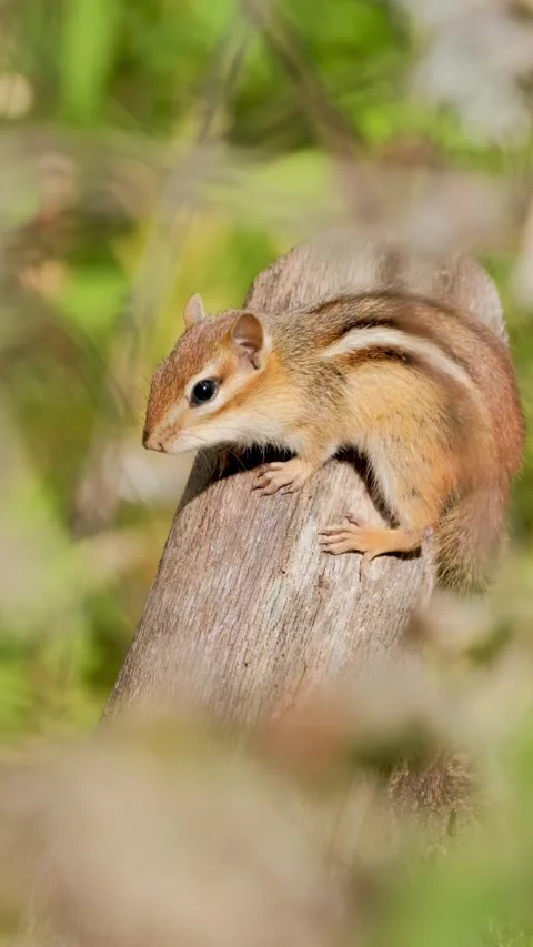 Chipmunk in Warm Sunshine on Top of Tree Log Wildlife Vertical Video Stock Footage 341146811