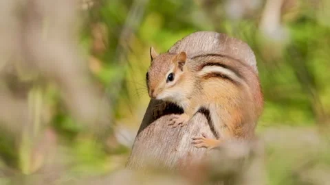 Chipmunk in Warm Sunshine on Top of Tree Log Wildlife Video Stock Footage 341146853