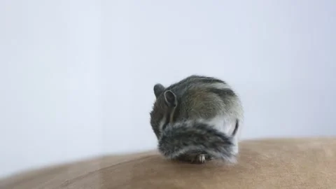 Chipmunk washes. Stock Footage 245358507
