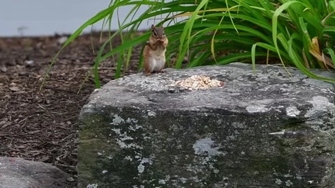 Chipmunk washing before eating Stock Footage 244487901