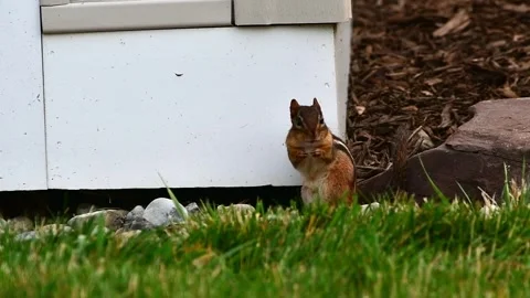 Chipmunk washing hands Stock Footage 244662893
