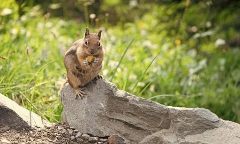 Chipmunk wild squirrel. Chipmunk rodent. Gopher in the park. Wild animal Stock Photos