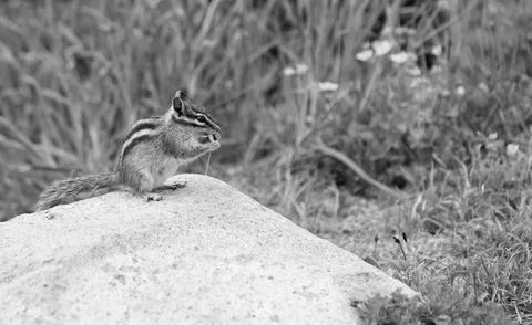 Chipmunk wild squirrel. Chipmunk rodent. Gopher outdoor. Wild animal in nature Stock Photos