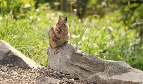 Chipmunk wild squirrel. Chipmunk rodent. Gopher in the park. Wild animal Stock Photos