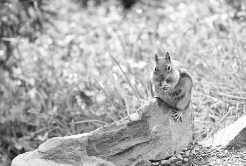Chipmunk wild squirrel. Chipmunk rodent. Gopher in the park. Wild animal Stock Photos