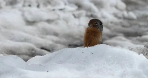 Chipmunk in Winter Stock Footage 166913330