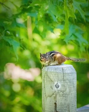 Chipmunk on Wooden Post. Stock Photos