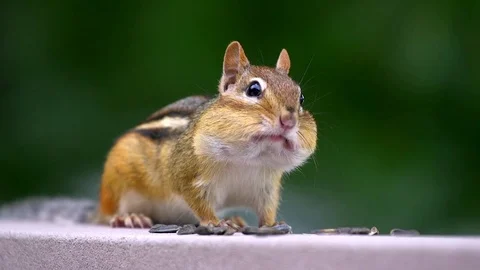 Chipmunk Zelda Stock Footage 70565892